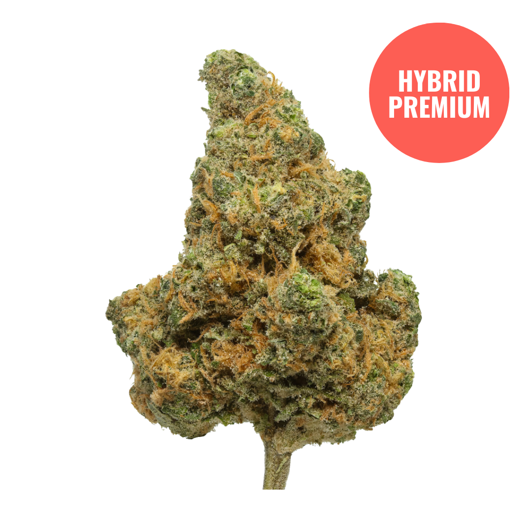 Premium THCA Flower (S/H) Blue Dream / 1 Gram